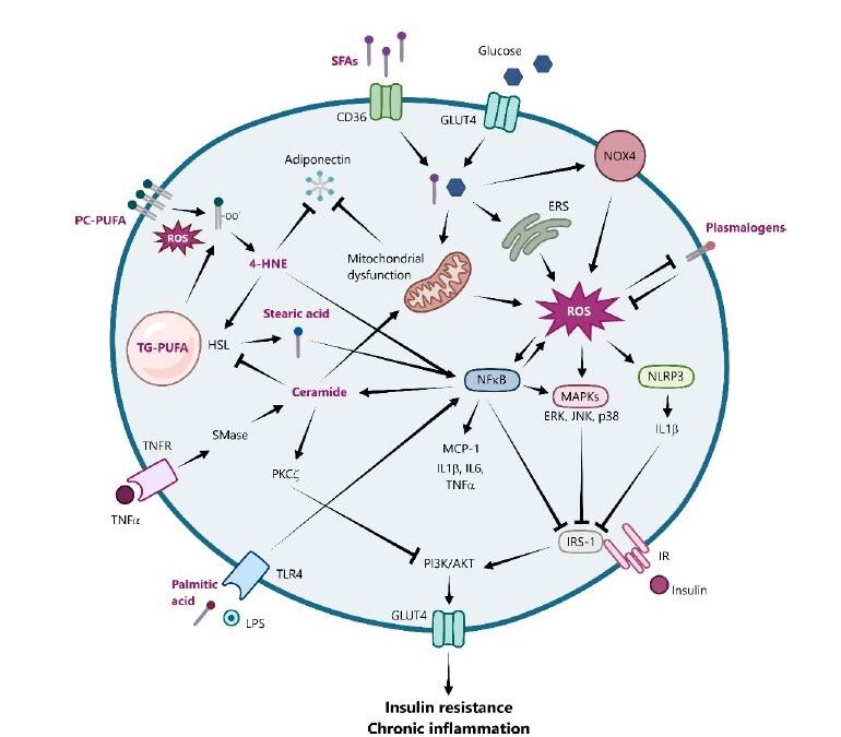 New scientific publication — Antioxidants and Obesity