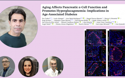 Un estudio de la UMH revela el papel del glucagón en la diabetes asociada al envejecimiento